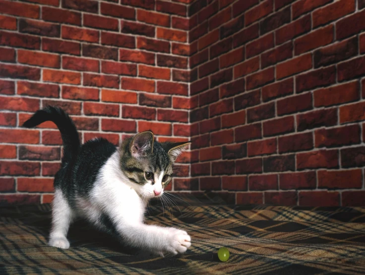 a cat playing with a tennis ball in front of a brick wall, photorealism, on a checkered floor, high res photograph, 15081959 21121991 01012000 4k, portrait of a kitten