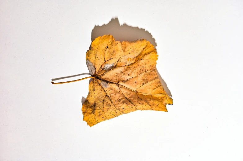 a close up of a leaf on a white surface, an album cover, trending on pexels, turning yellow, withered, 15081959 21121991 01012000 4k, high angle shot