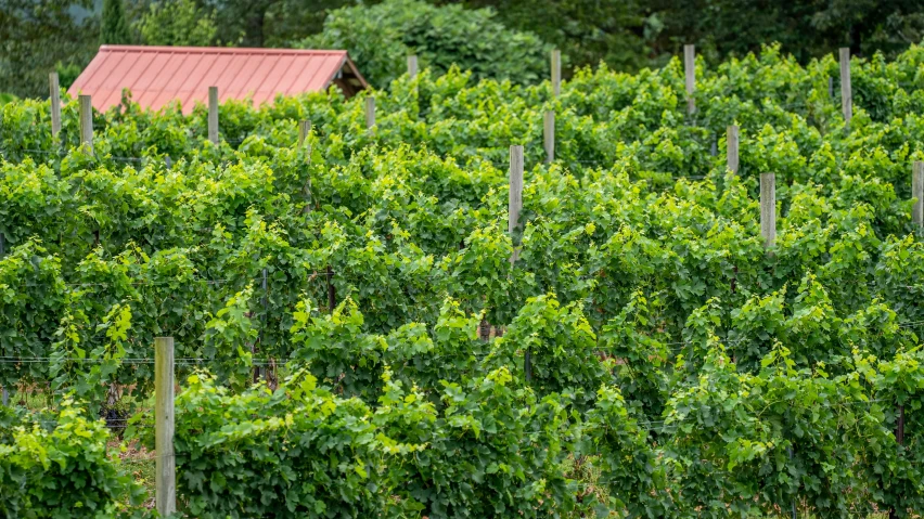 a barn is in a hedge full of trees