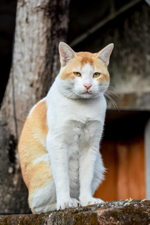 a white and orange cat sitting on top of a rock, ridiculously handsome, old male, on his hind legs, looking serious