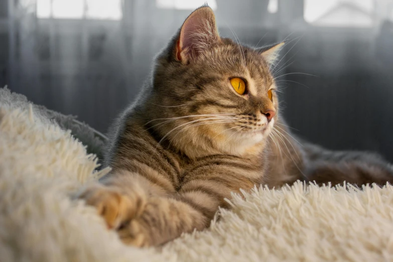 a cat that is laying down on a blanket, pexels contest winner, looking to the right, soft vinyl, back - lit, grey