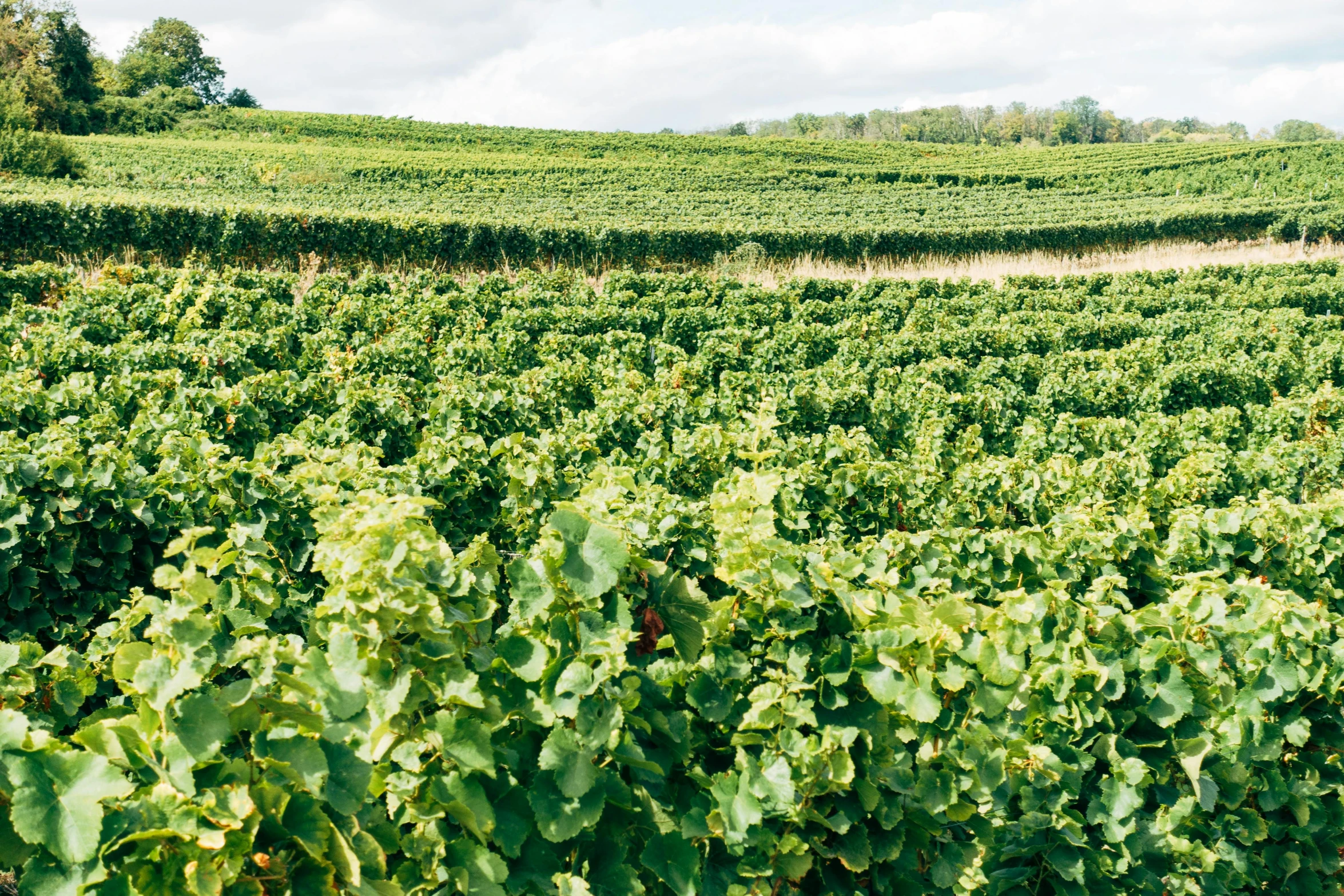 a vineyard filled with lots of green plants, a photo, by Caroline Mytinger, les nabis, pur champagne damery, julia sarda, header, sydney hanson