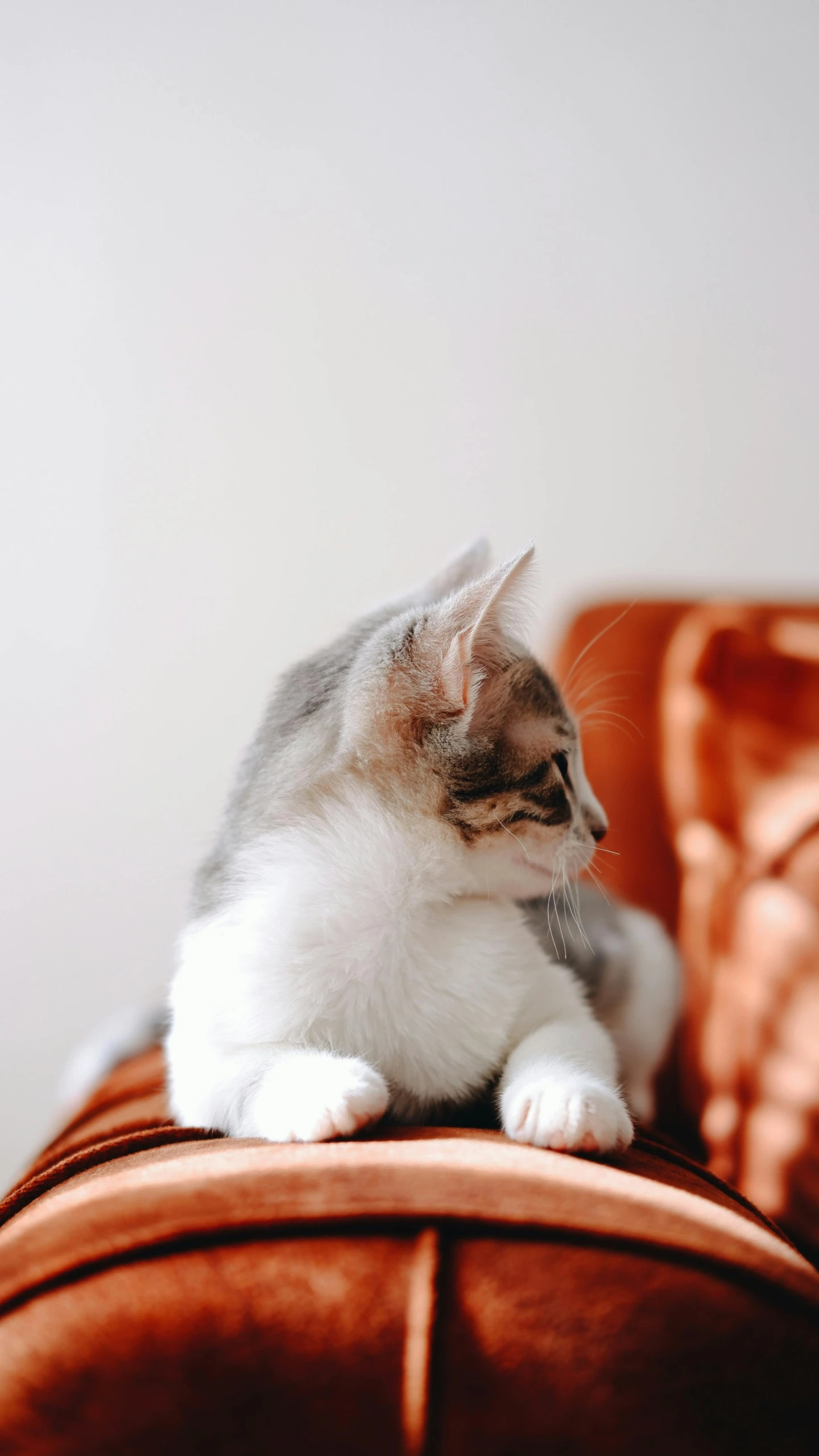 a gray and white cat sitting on top of a brown couch, trending on pexels, on a pale background, gif, high quality photo, thoughtful )