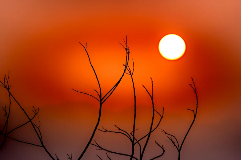 a bird sitting on top of a tree branch at sunset, by Eglon van der Neer, pexels contest winner, romanticism, red sun over paradise, orange fog, the three suns, abstract photography