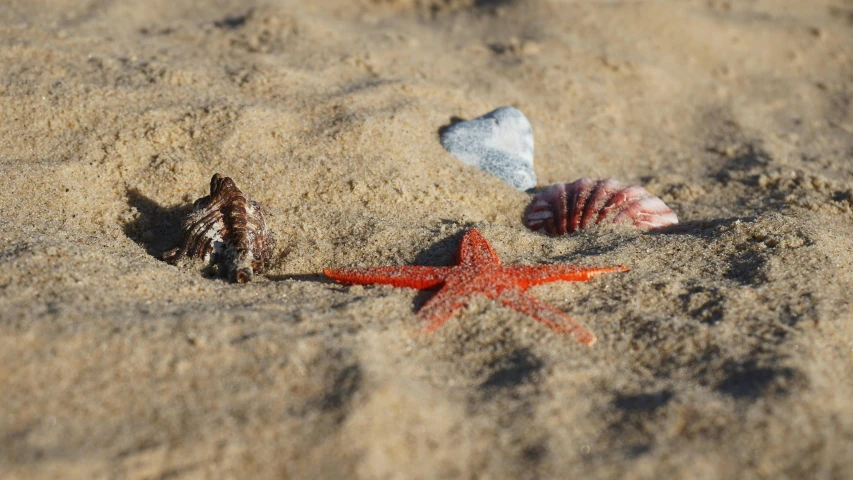 starfish with sand, shell, and water in its mouth on beach