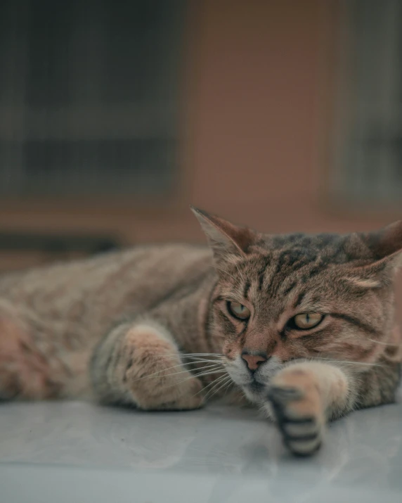 a cat that is laying down on the ground, by Matija Jama, trending on pexels, sumatraism, non-binary, with a hurt expression, lgbtq, on a table