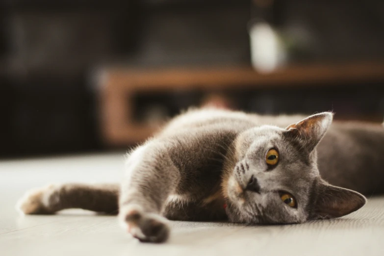 a cat that is laying down on the floor, pexels contest winner, grey, playful smirk, on a table, wideshot