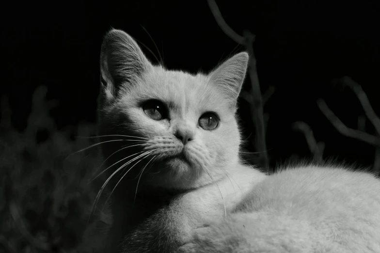 a black and white photo of a cat, white cat, it's night time, short light grey whiskers, portait photo profile picture