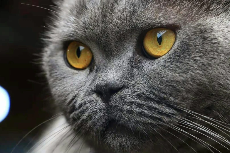 a close up of a cat with yellow eyes, by Alvan Fisher, pexels contest winner, grey, instagram post, national geographic ”, soft round face