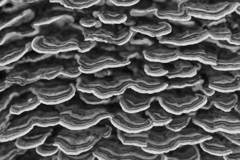 a bunch of mushrooms growing on the side of a tree, a microscopic photo, by Adam Chmielowski, electron microscope image, fish scales, layers of strata, monochrome bw