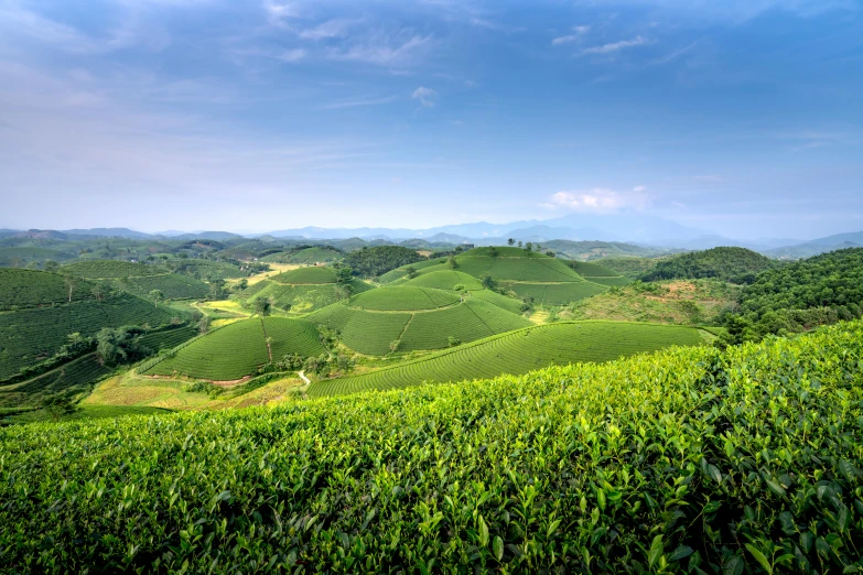 a lush green field with hills in the background, an album cover, by Reuben Tam, unsplash contest winner, sumatraism, teapots, square, panoramic, getty images