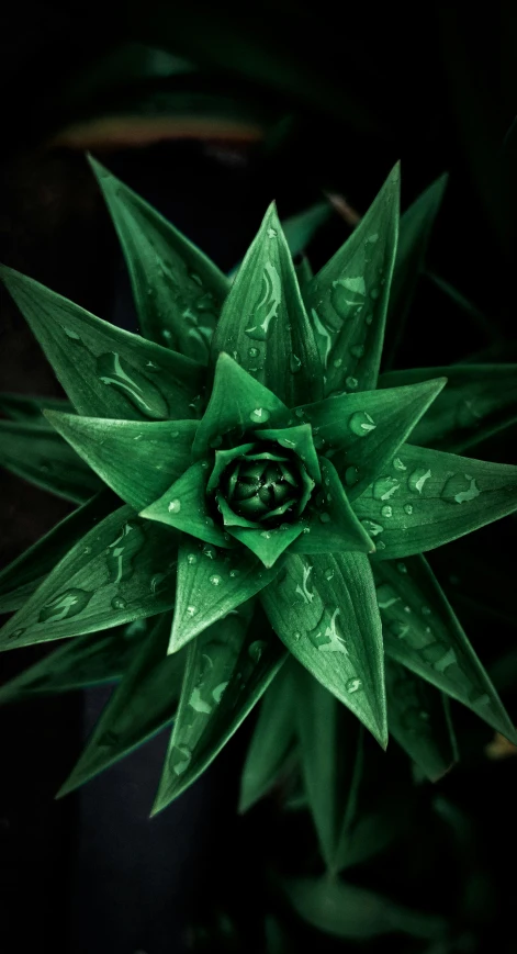 a close up of a plant with water droplets on it, an album cover, inspired by Art Green, trending on pexels, spiky skin, star born, geometrically realistic, shot on sony a 7 iii