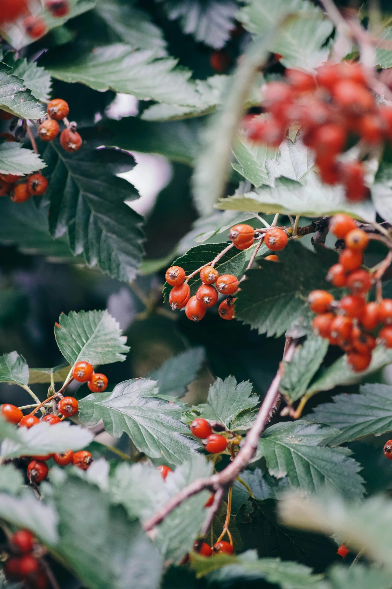 red berries hanging on nches of the tree