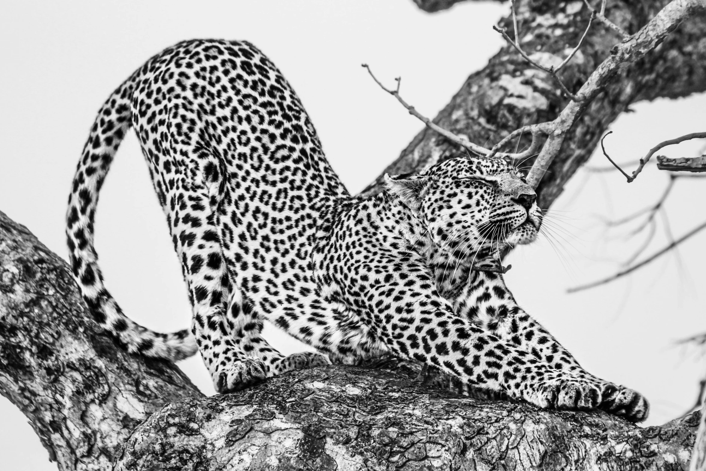 a black and white photo of a leopard in a tree, by Juergen von Huendeberg, art photography, she is laying on her back, precise and intricate linework, lisa brawn, pointing his bow