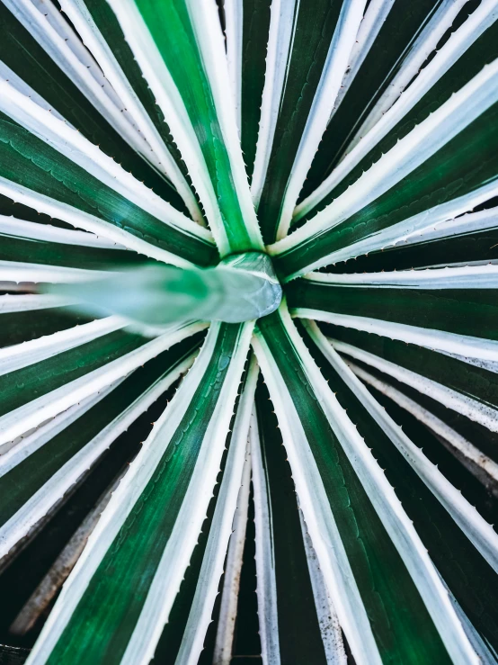 a close up of a green and white plant, a microscopic photo, trending on unsplash, made of cactus spines, top down perspecrive, ilustration, colorful clear sharp focus