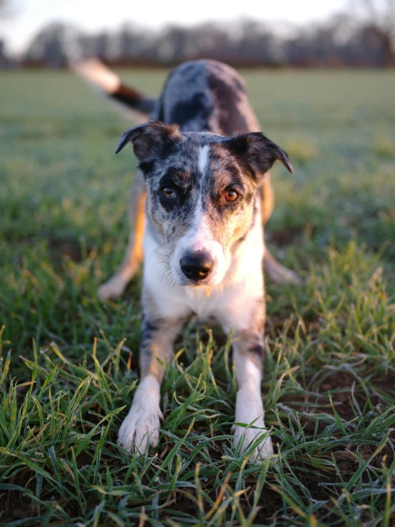 a dog that is standing in the grass, by Jessie Algie, unsplash, happening, aussie, dappled in evening light, adoptable, facing camera