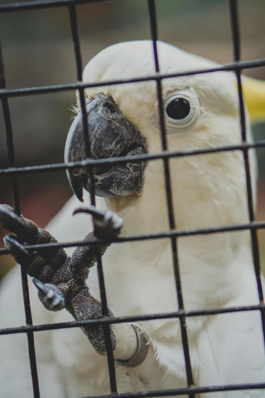 a close up of a bird in a cage, pexels contest winner, ivory, holding it out to the camera, 1450