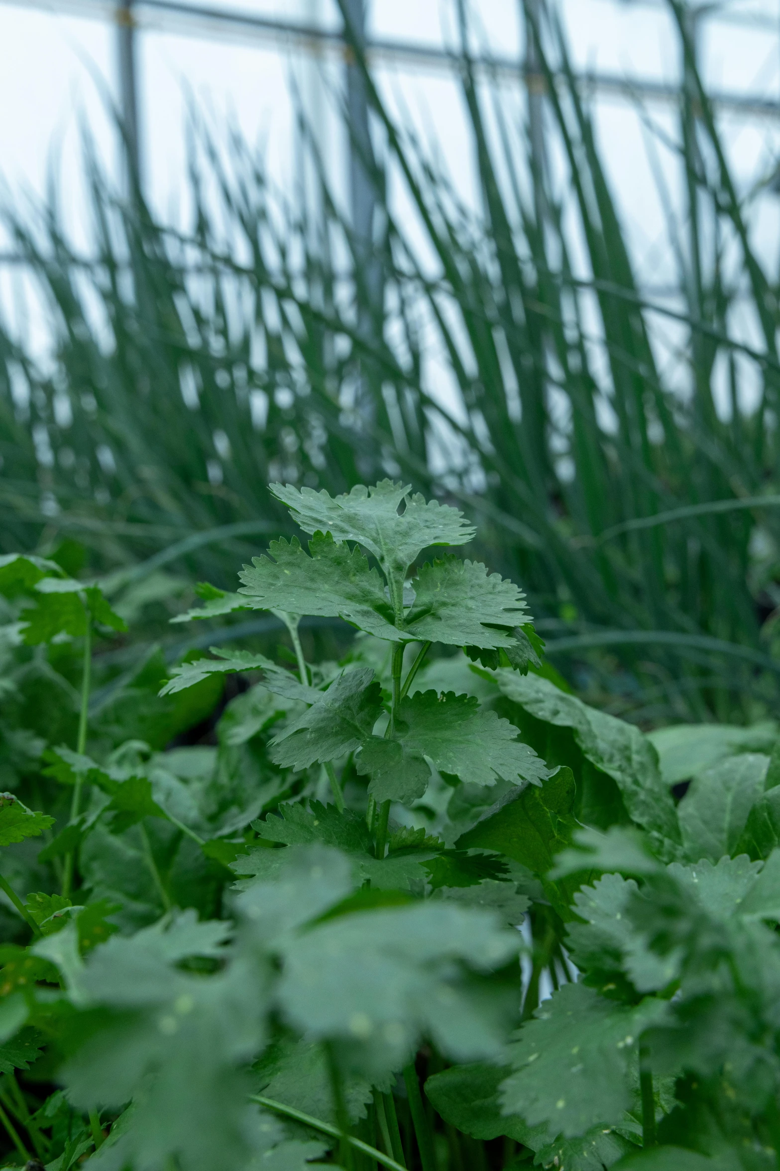a close up of a bunch of plants in a field, green rain, herbs, no cropping, lightweight