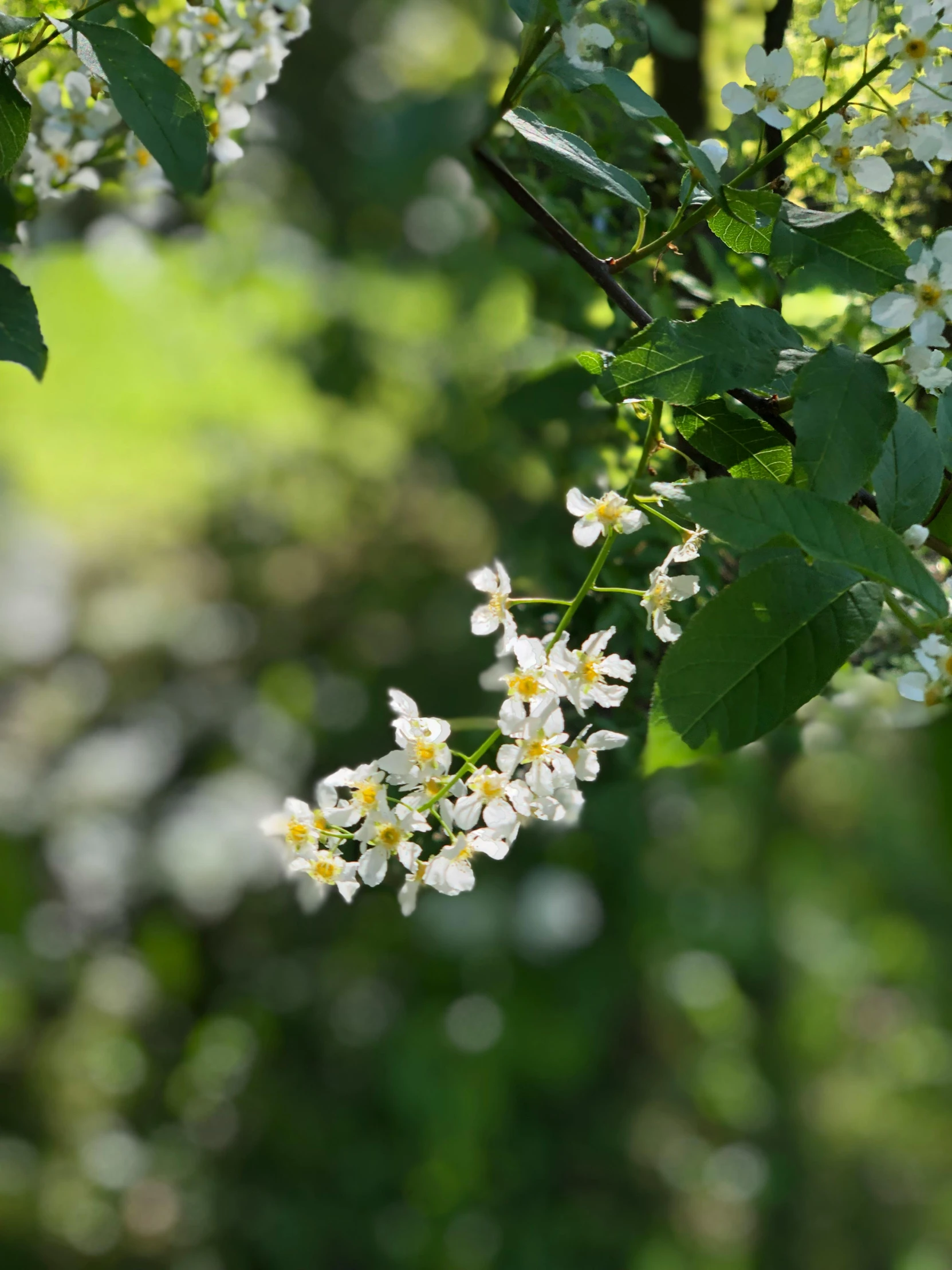 a branch of a tree with white flowers, by David Simpson, unsplash, raspberry, profile image