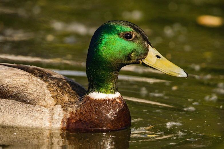 a close up of a duck in a body of water, green and gold, male with halo, photo taken in 2 0 2 0, rounded beak