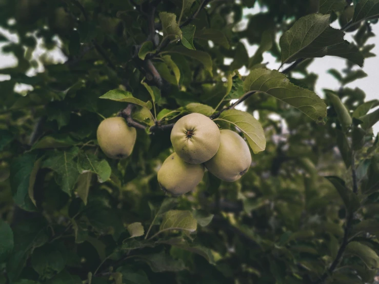 a bunch of apples hanging from a tree, inspired by Elsa Bleda, unsplash, renaissance, low quality photo, background image, muted green, 🐿🍸🍋