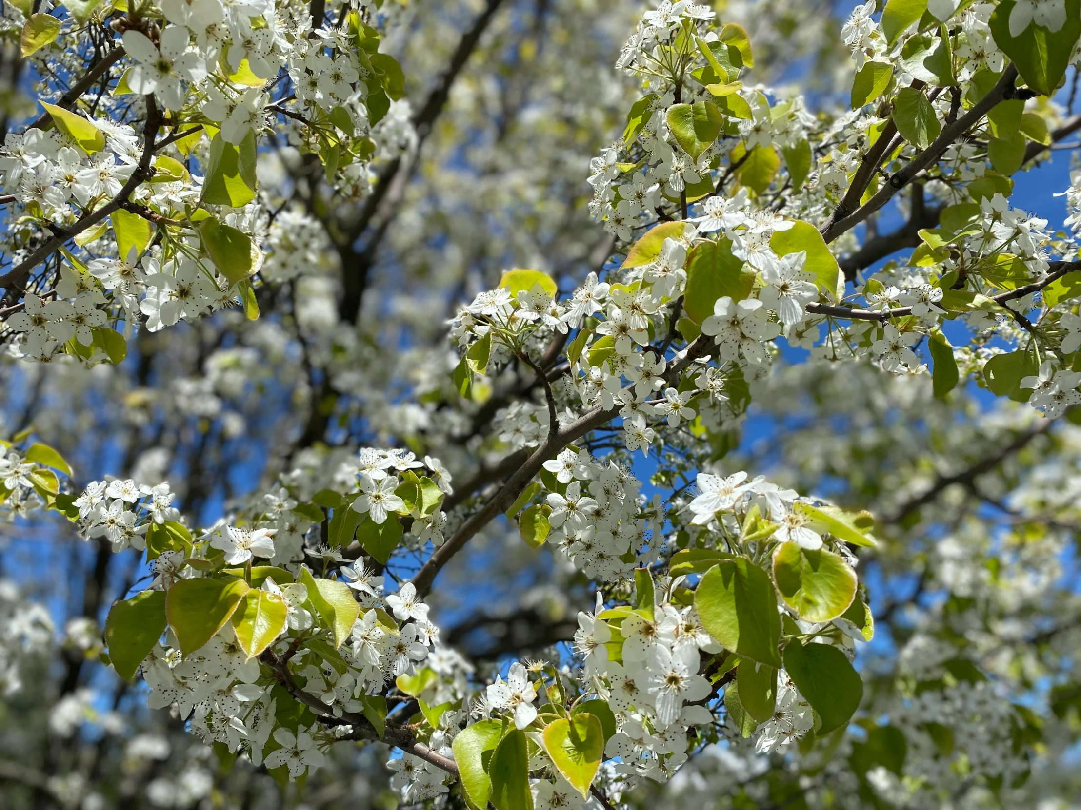 a tree with white flowers against a blue sky, by David Simpson, unsplash, background image, full frame image, instagram post, # nofilter