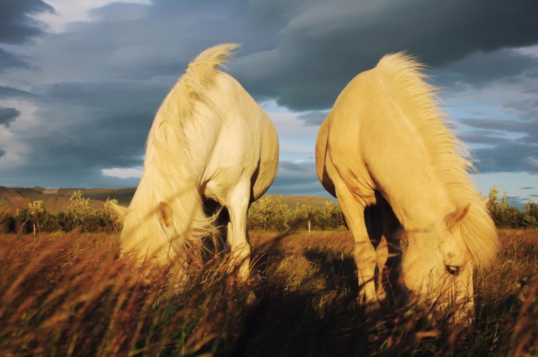 two horses eat grass on a cloudy day