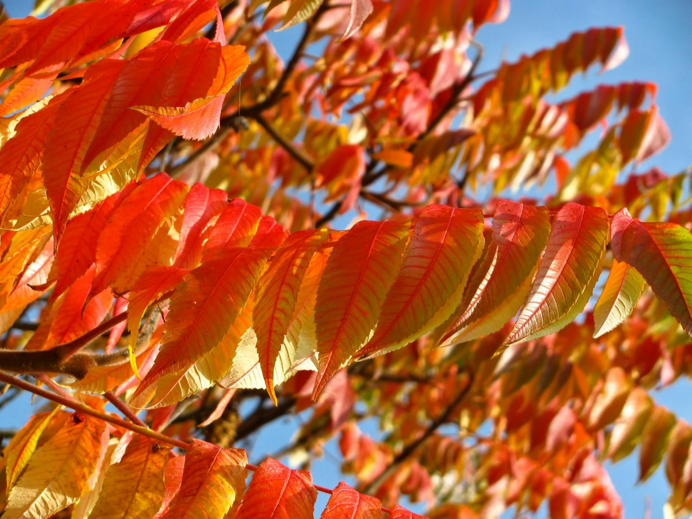 a close up of leaves on a tree with a blue sky in the background, pyrrol scarlet, full of colour, thumbnail, flame shrubs