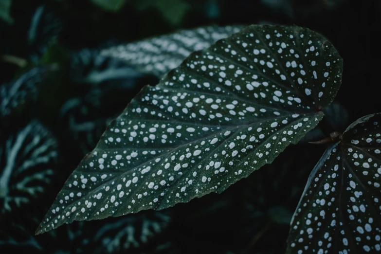 a close up of a green leaf with white spots, inspired by Elsa Bleda, unsplash, humid alien jungle, background image, dark and white, instagram post