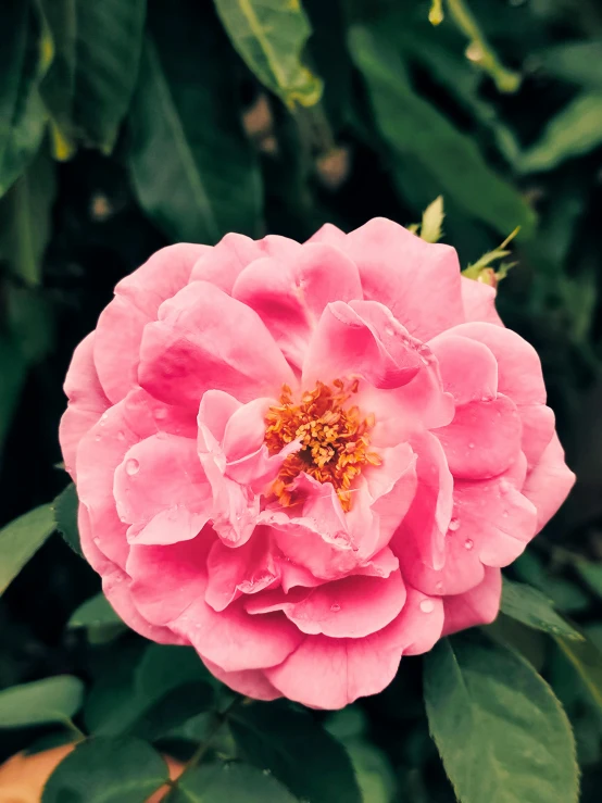 a pink flower growing on the side of a tree