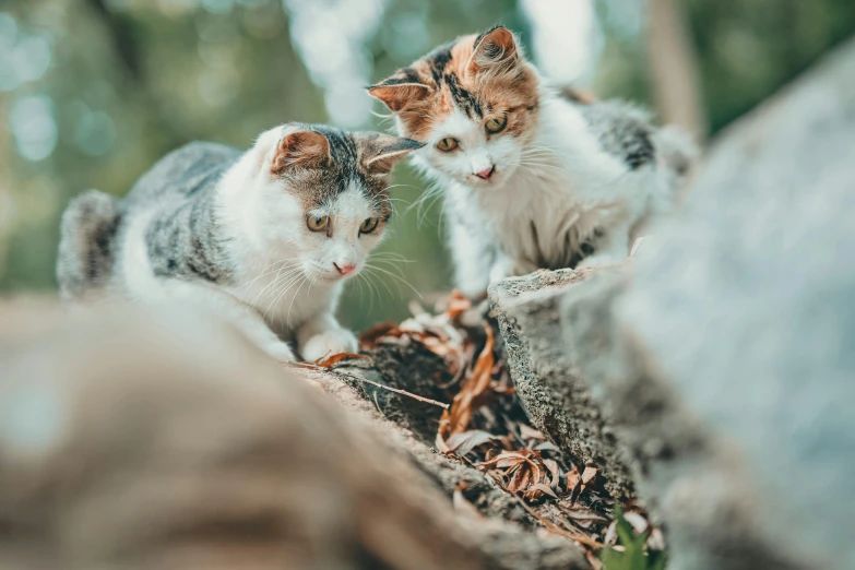 a couple of cats standing on top of a rock, trending on pexels, avatar image, australian, kittens, young female