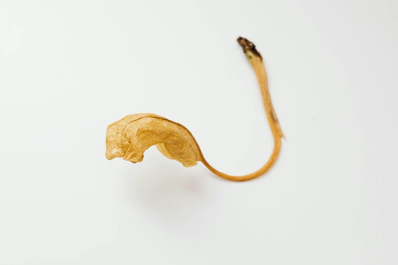 a close up of a leaf on a white surface, by Ellen Gallagher, minimalism, weird simple fungus and tendrils, crisps, golden apple, cat tail
