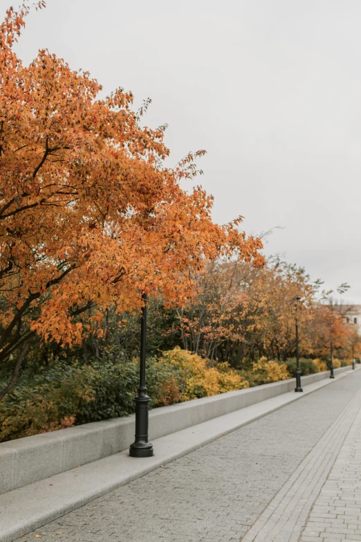 the eiffel tower towering over the city of paris, trending on unsplash, visual art, maple trees along street, 2 5 6 x 2 5 6 pixels, maple trees with fall foliage, on a sidewalk of vancouver