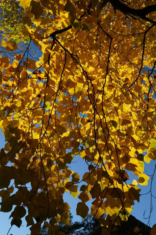 a tree with yellow leaves against a blue sky, by David Simpson, betula pendula, shades of gold display naturally, closeup, yum