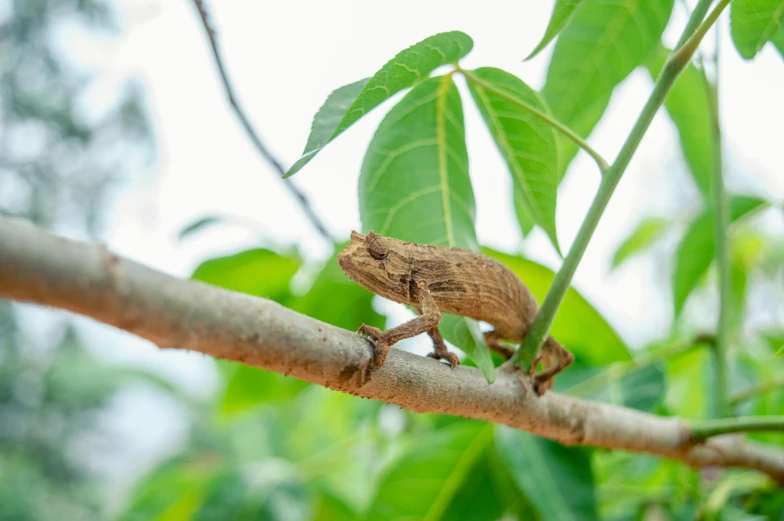 a small chamelon sitting on top of a tree branch, trending on pexels, lizardfolk, thumbnail, vietnam, digital image