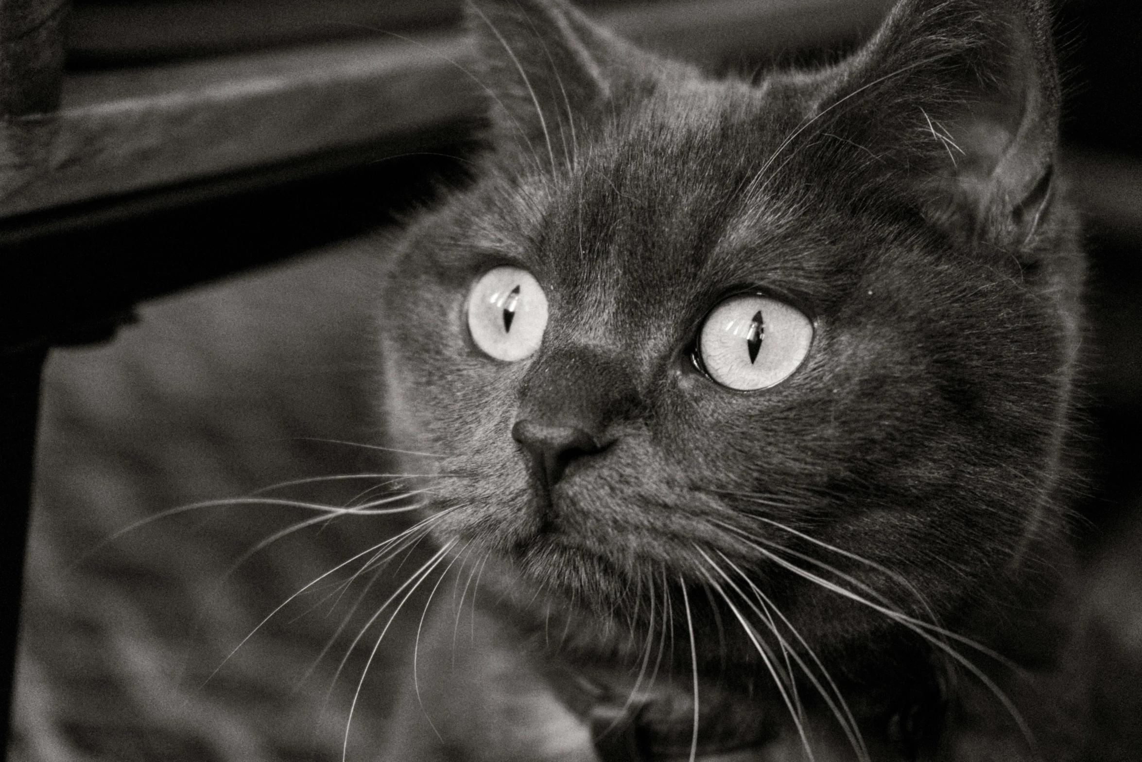 a black cat sitting on top of a wooden bench, a black and white photo, flickr, close up head shot, large grey eyes, looking out the window, taken on a 1990s camera