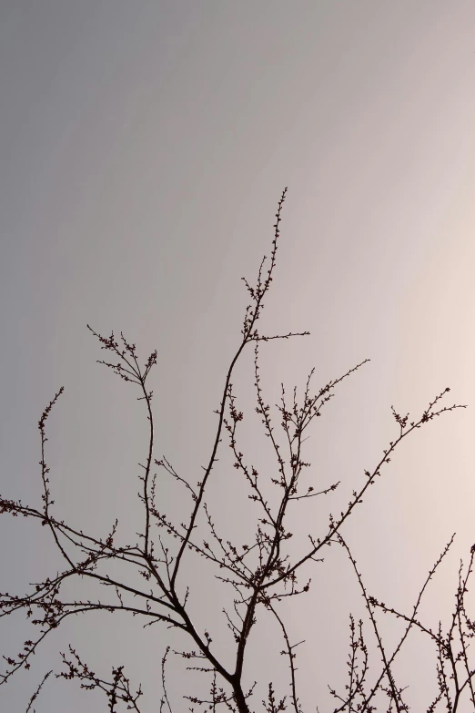 a bird sitting on top of a tree branch, postminimalism, soft lilac skies, winter sun, low quality photograph, buds