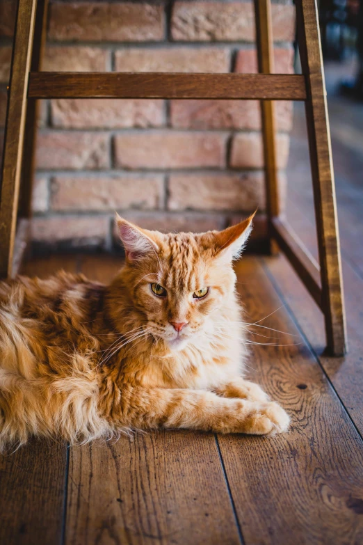 an orange cat laying under a wooden chair, a portrait, pexels contest winner, portrait of tall, maine coon, high quality photo, an old