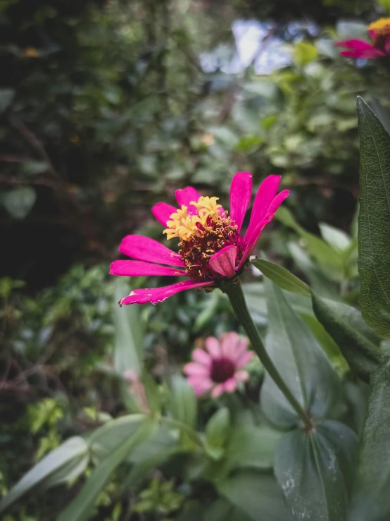 a pink flower sitting on top of a lush green field, unsplash, photorealism, taken on iphone 14 pro, low quality photo, in the garden, high resolution photograph