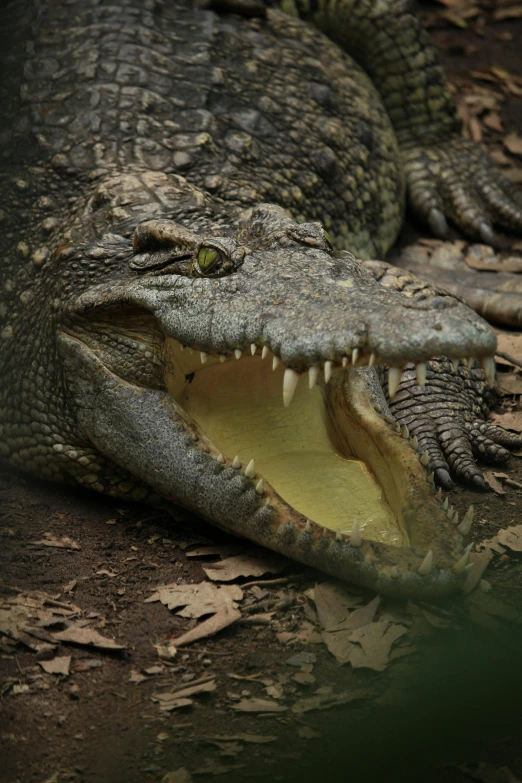 a close up of a crocodile with its mouth open, pexels contest winner, hurufiyya, ( ultra realistic, australian, a handsome, photorealistic ”