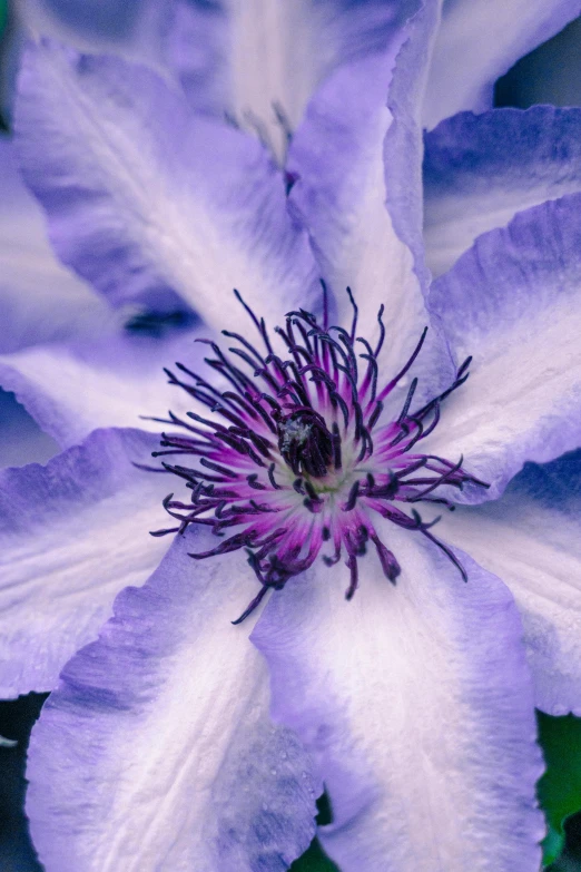 a close up of a purple and white flower, blue and purple scheme, clematis like stars in the sky, on center