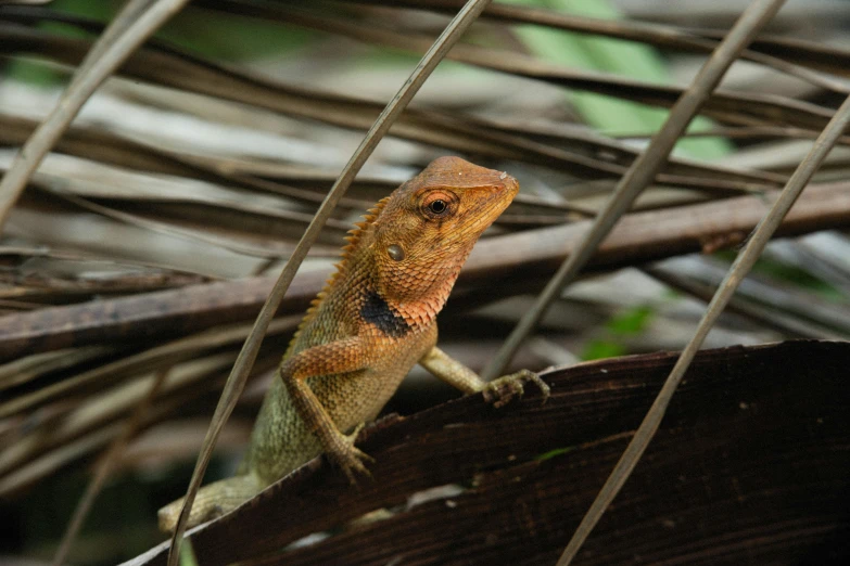 a close up of a lizard on a tree branch, pexels contest winner, sumatraism, warm coloured, panels, sri lanka, next to a plant