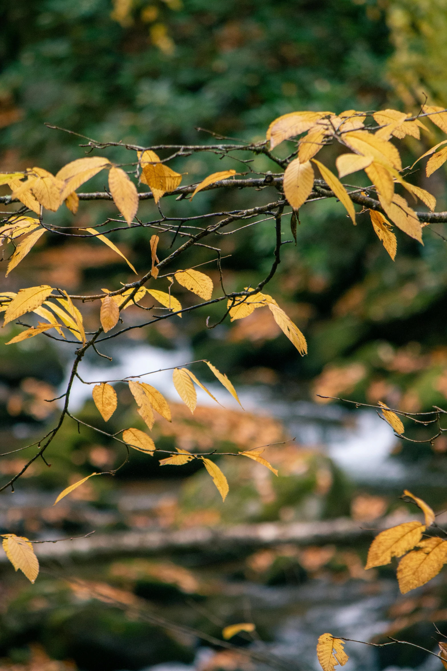 a stream running through a lush green forest, trending on pexels, golden leaves at frame border, magnolia stems, black, a close-up