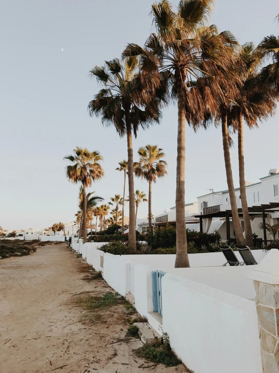 a beach with a line of palm trees next to the sea