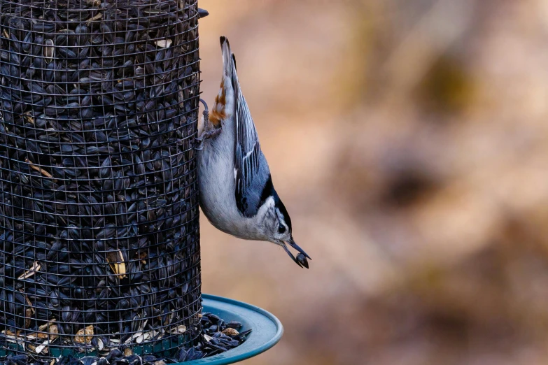 a bird sitting on top of a bird feeder, by Jim Nelson, unsplash contest winner, pot-bellied, “ iron bark, closeup at the food, where a large