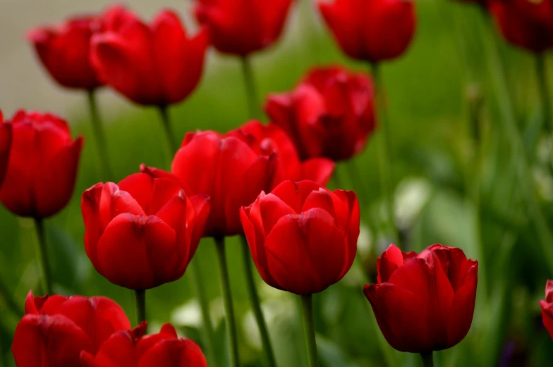 many bright red tulips are blooming in a field