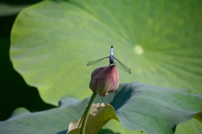 a dragonfly sitting on top of a pink flower, lily pad, next to a plant, high res photograph, shot on sony a 7