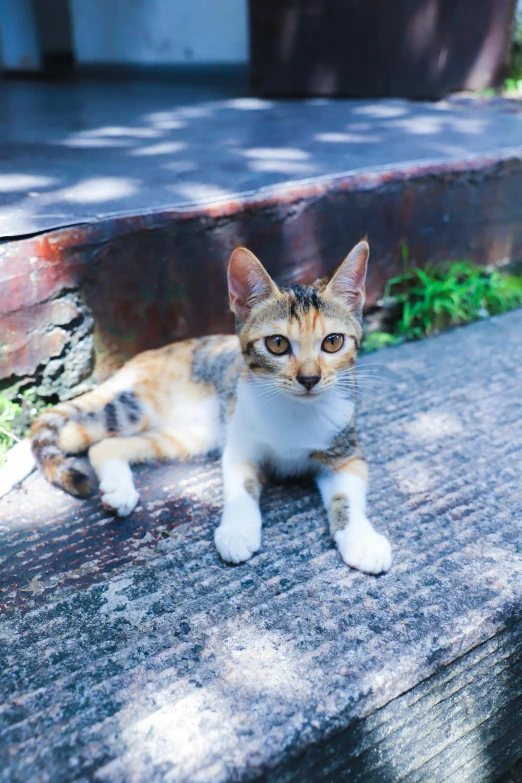 a cat sitting on top of a wooden bench, on the sidewalk, nivanh chanthara, posing for a picture