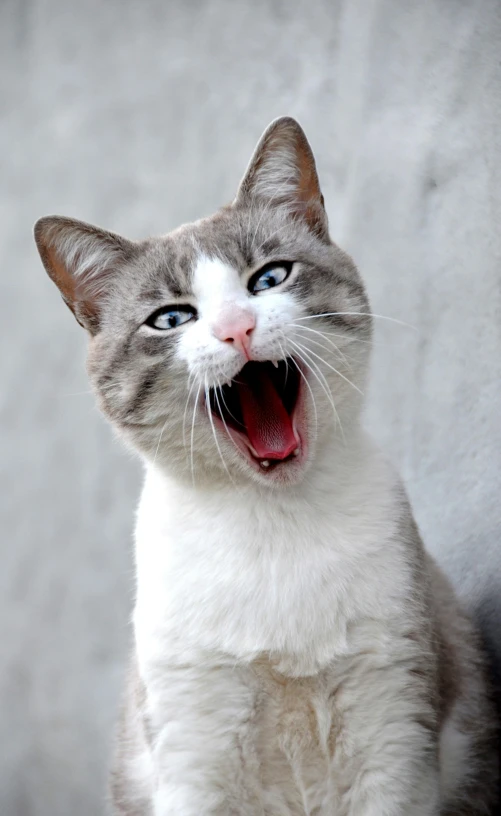 a close up of a cat with its mouth open, by Carlo Martini, pexels contest winner, laughing and yelling, avatar image, promo image, photographed for reuters