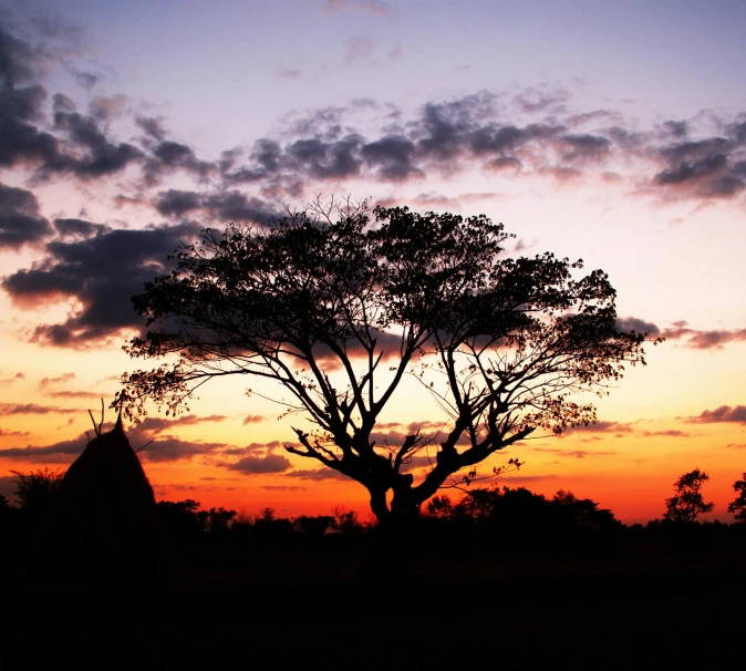 a lone tree is silhouetted against a sunset sky, by Peter Churcher, unsplash contest winner, hurufiyya, the bodhi tree at sunset, historical setting, hd footage, indigenous